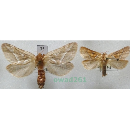 Triodia sylvina (Linnaeus, 1761) pair Czech35